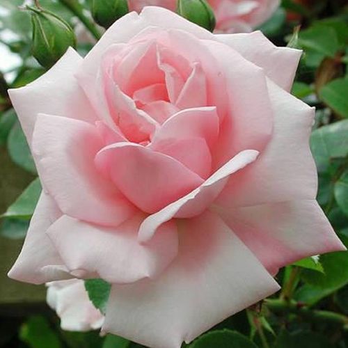Rozenstruik - Webwinkel - Rosa New Dawn - zacht geurende roos - Stamroos - Theehybriden  - roze - Somerset Rose Nurseryhangende kroonvorm - 0